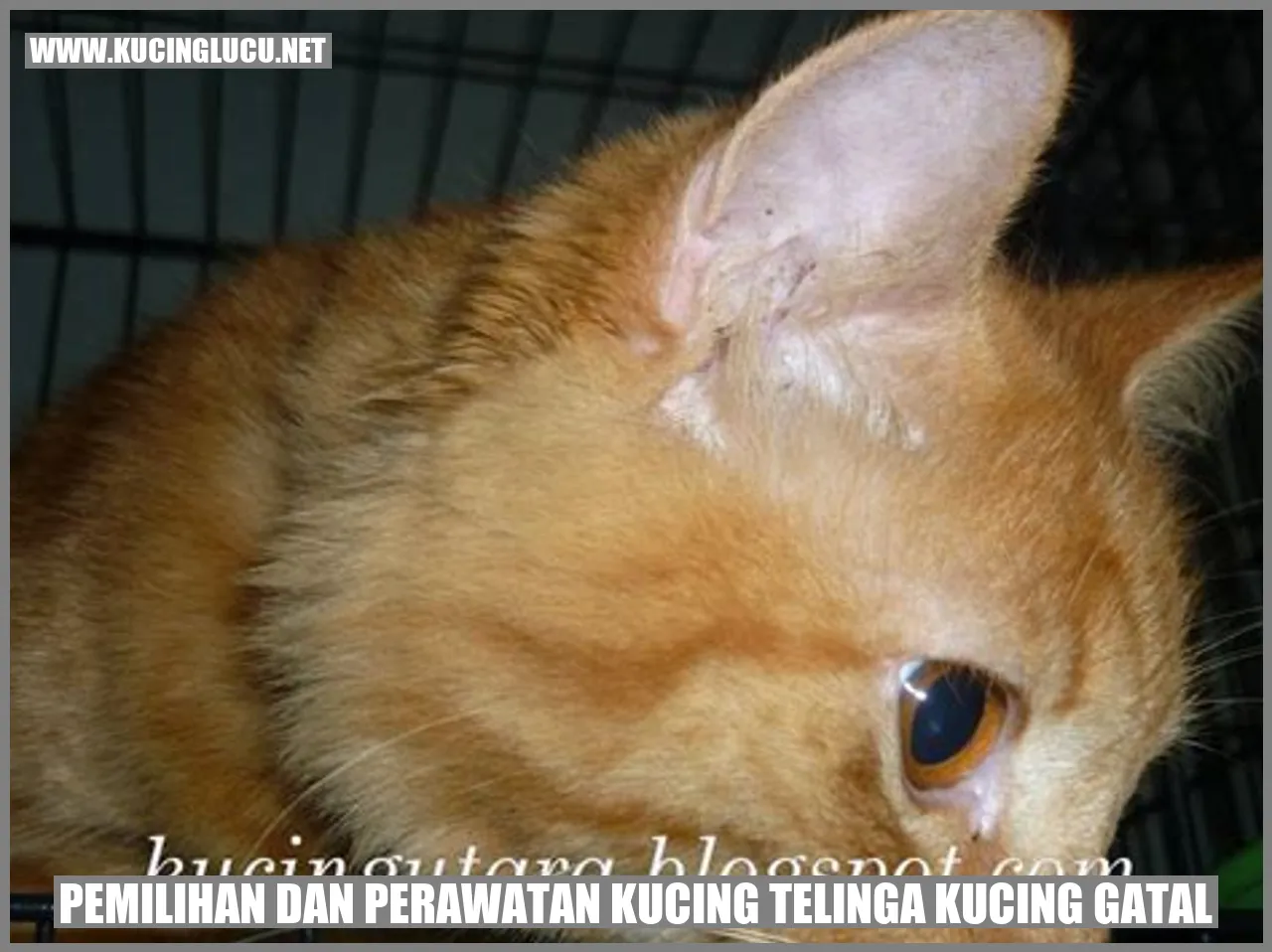 Kucing Gatal