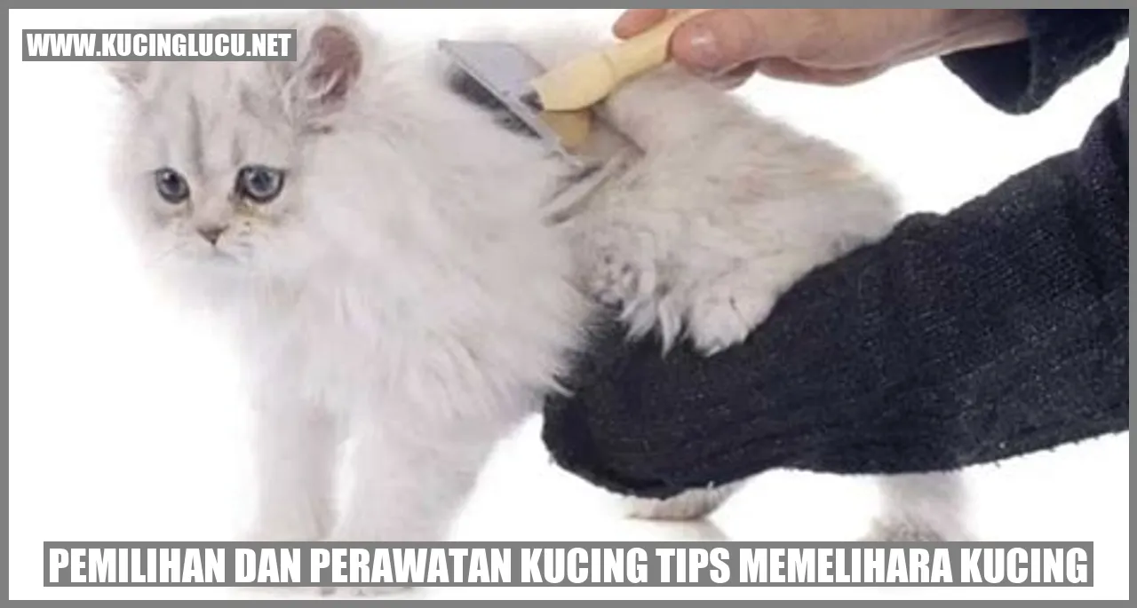 Gambar Kucing
