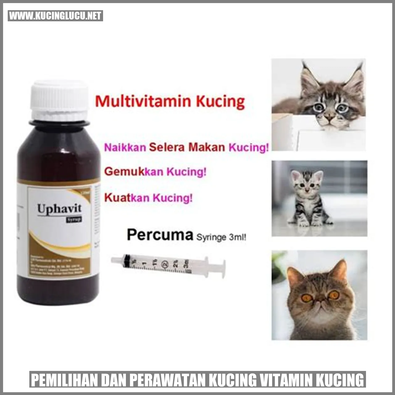 Gambar seekor kucing yang sehat