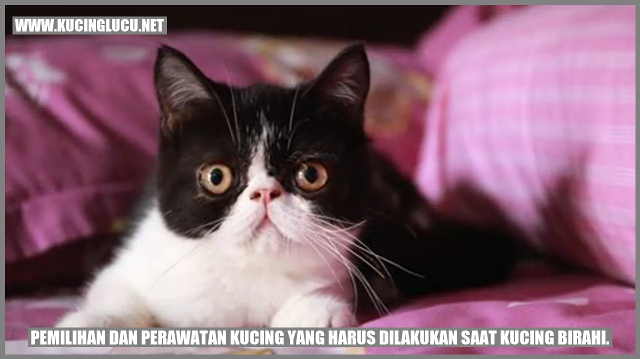 Kucing Birahi