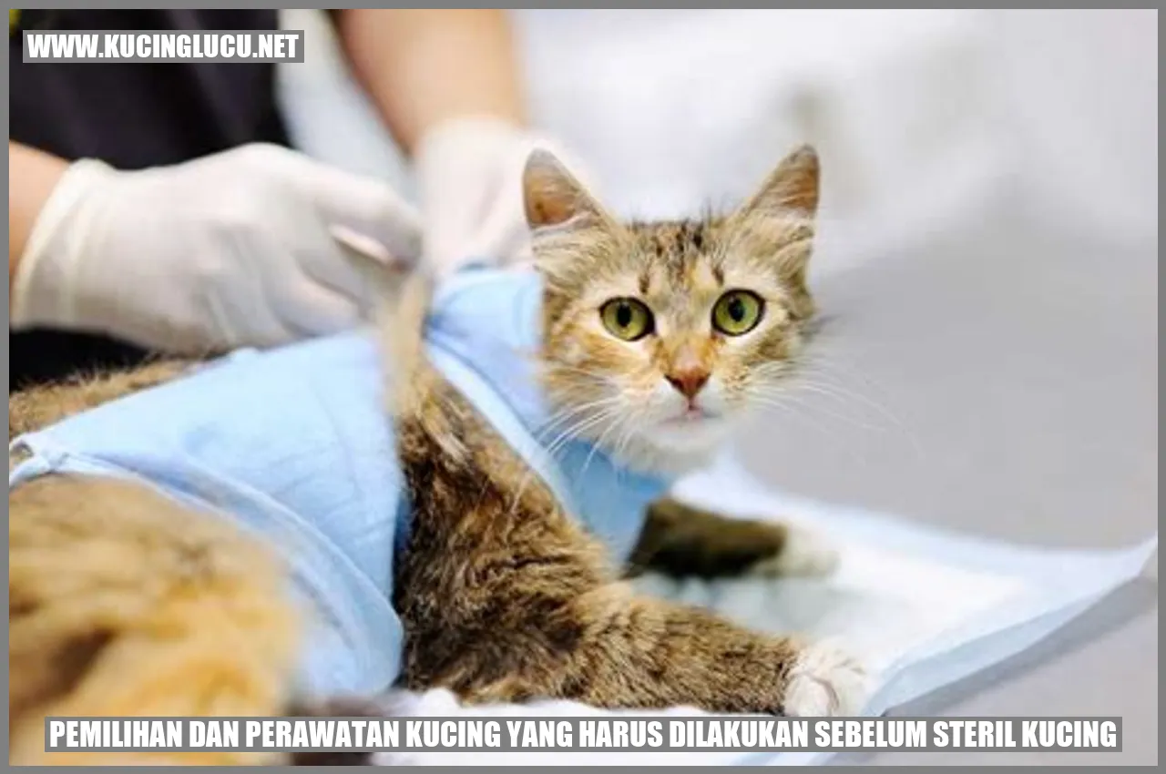 Gambar Kucing