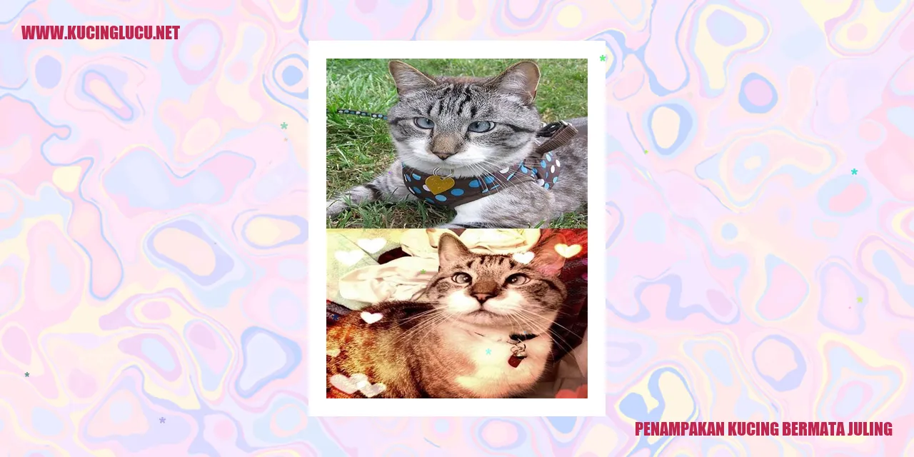 Gambarkan seekor kucing dengan mata juling