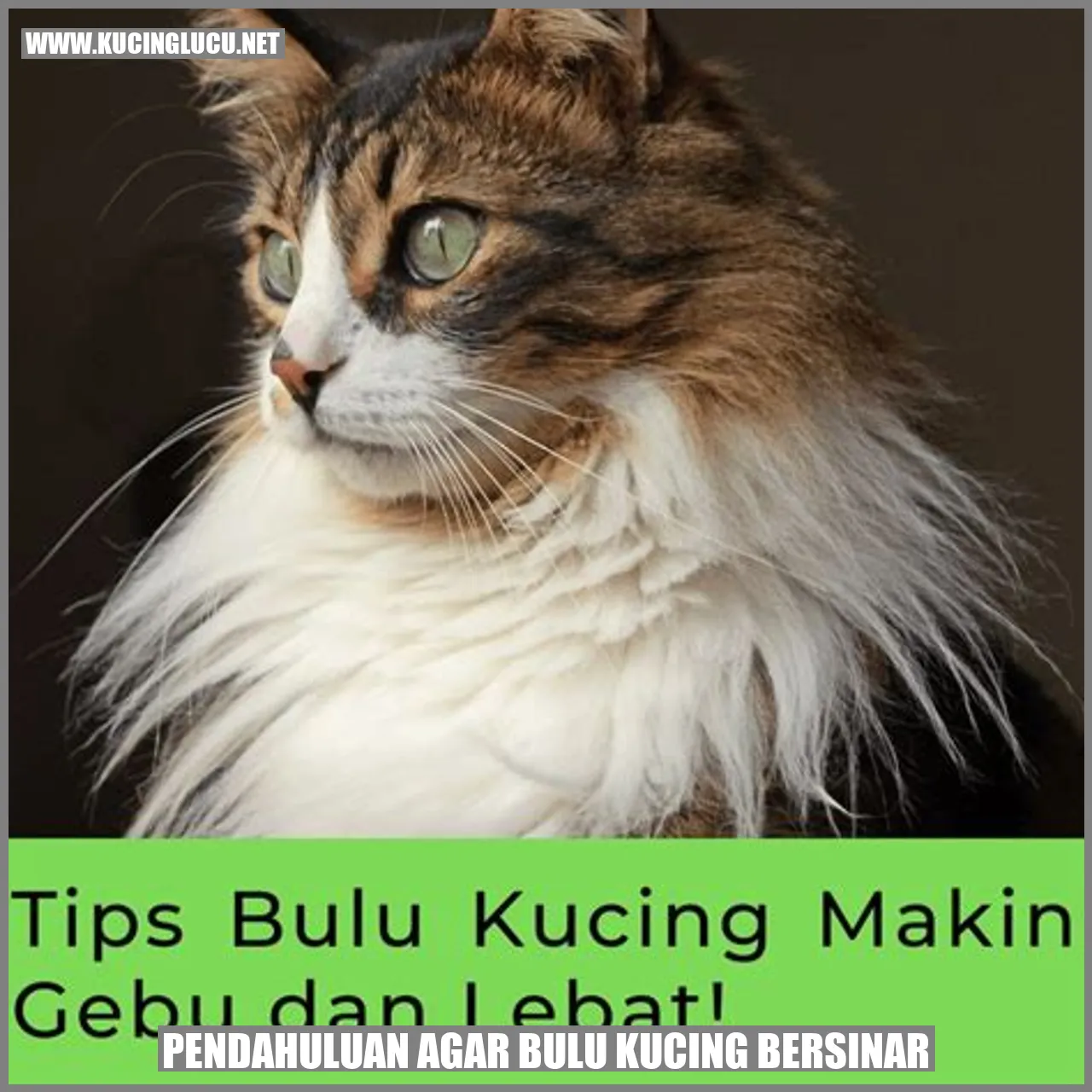 Seekor kucing dengan bulu yang mengkilap