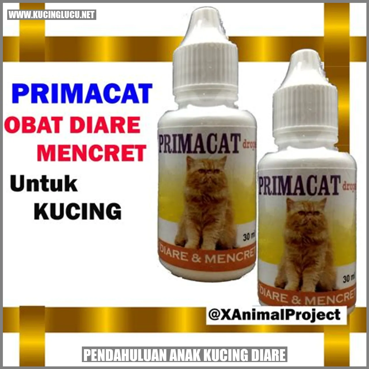 Anak Kucing diare