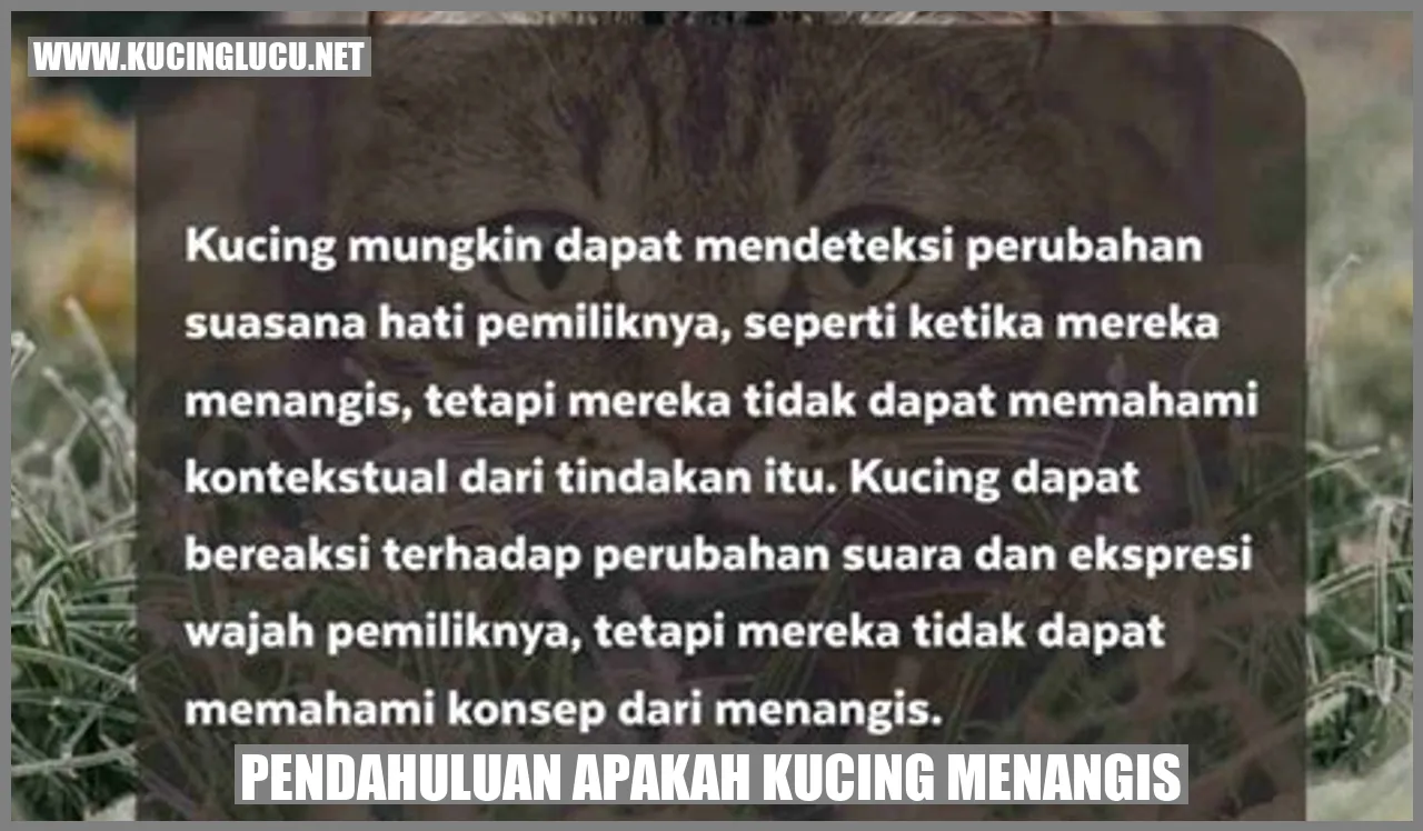 Kucing Menangis