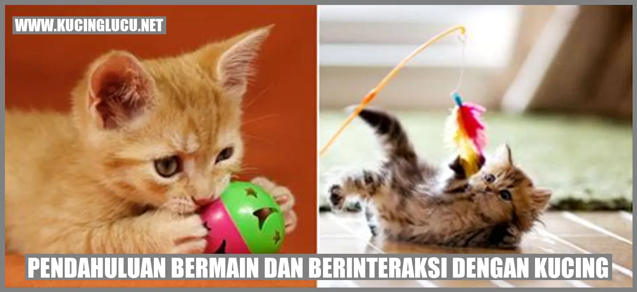 Gambar Kucing Sedang Bermain