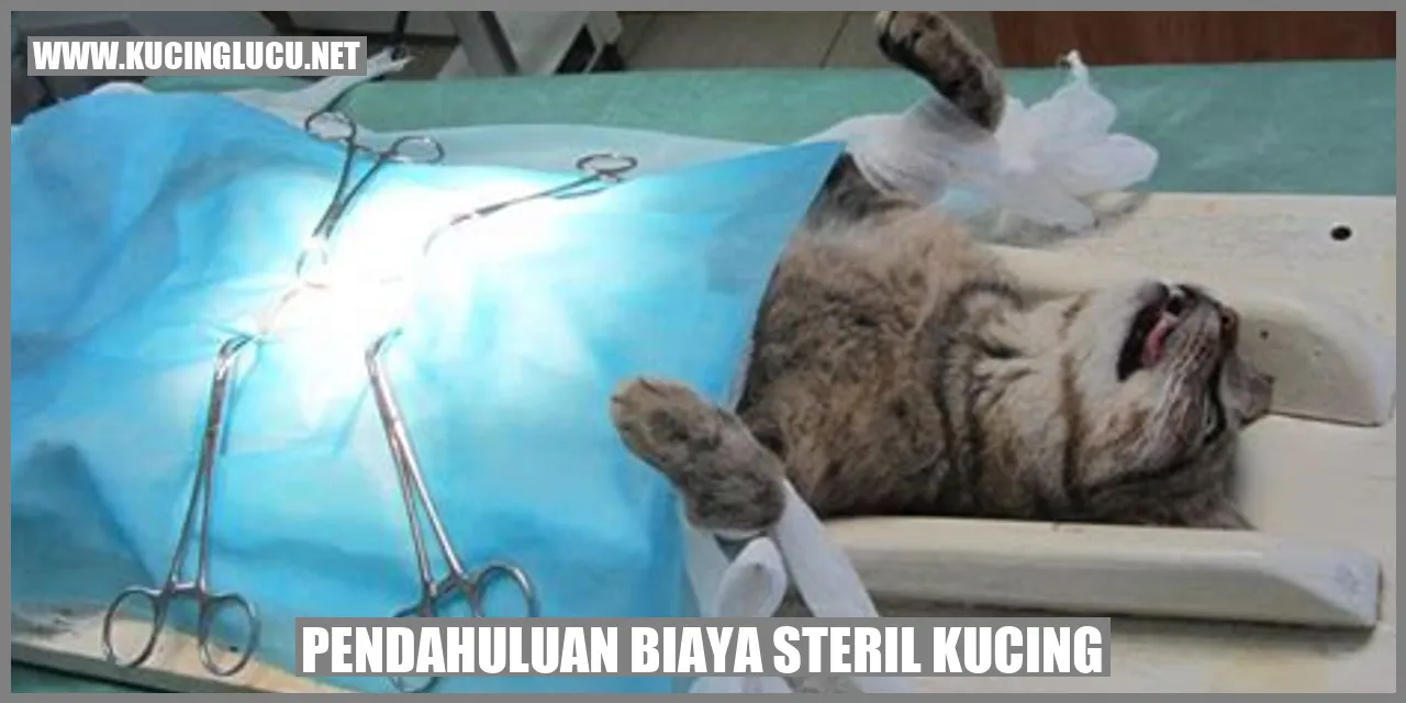 gambar sterilisasi kucing