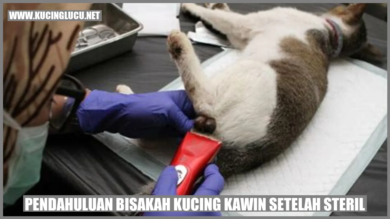 gambar kucing steril