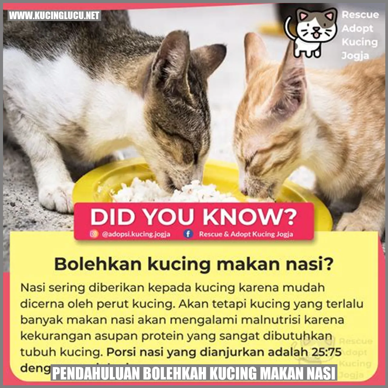 Gambar Kucing dan Nasi