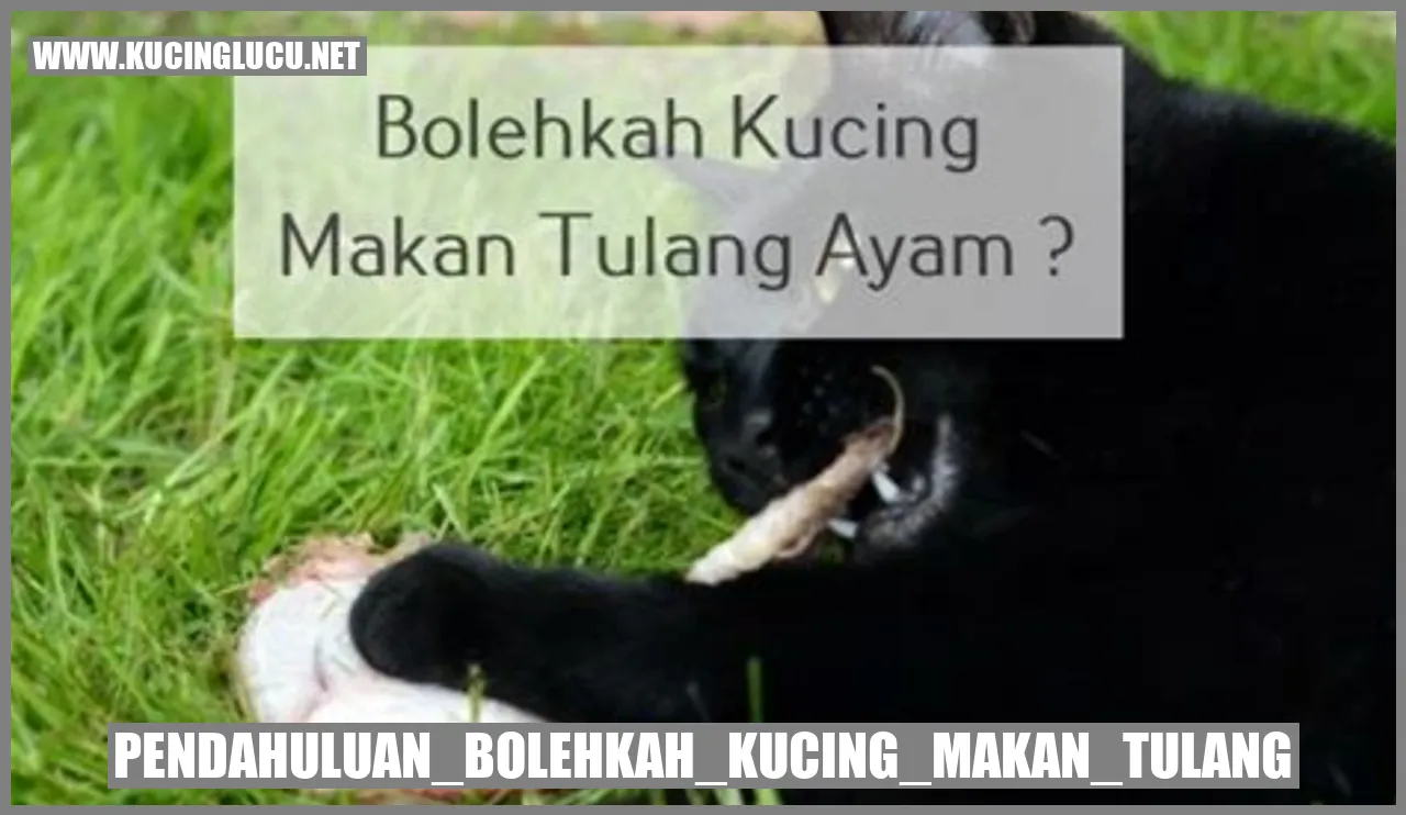 Gambar Kucing Makan Tulang