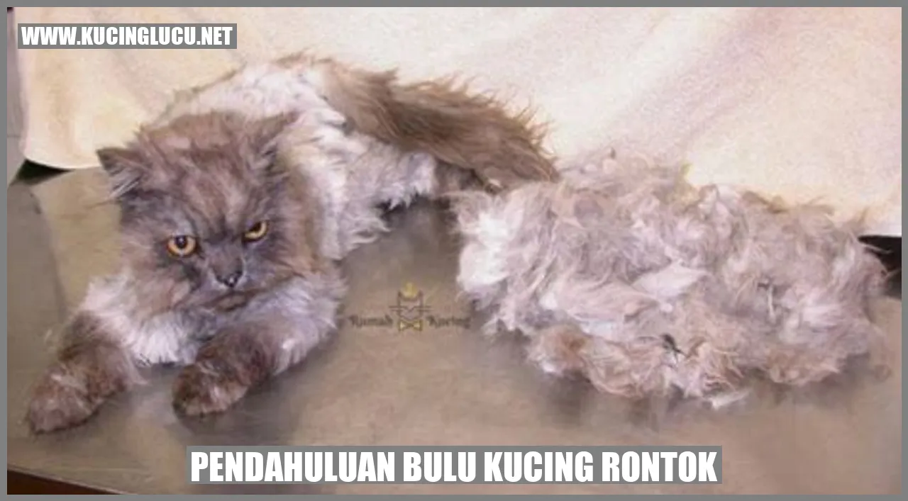 Bulu kucing rontok