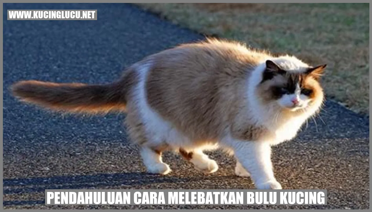 Gambar kucing dengan bulu lebat