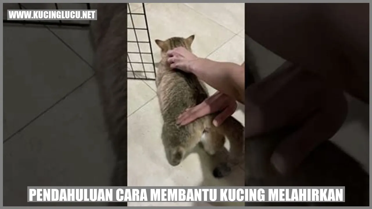 Kucing melahirkan