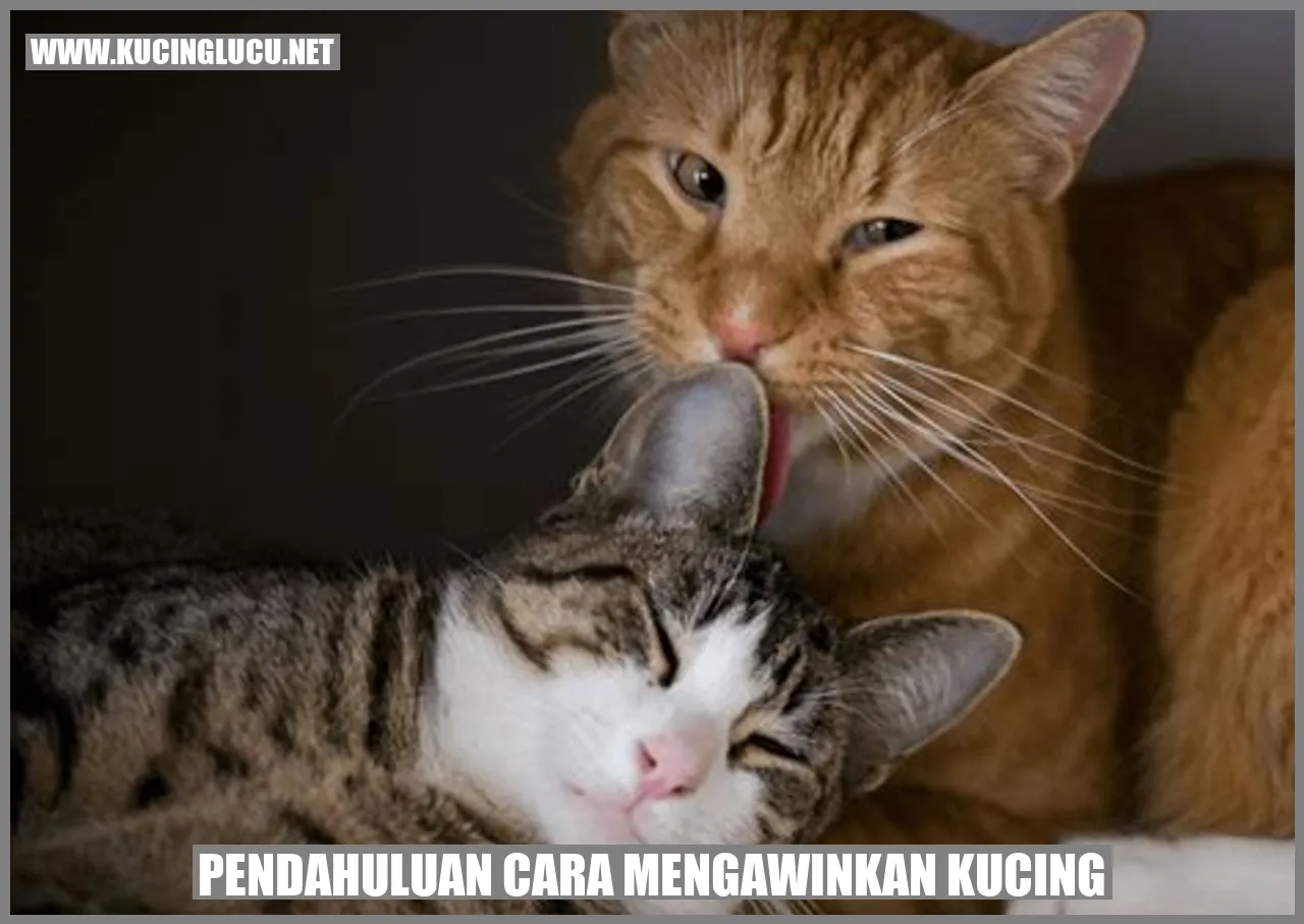 Mencocokkan Kawin Kucing