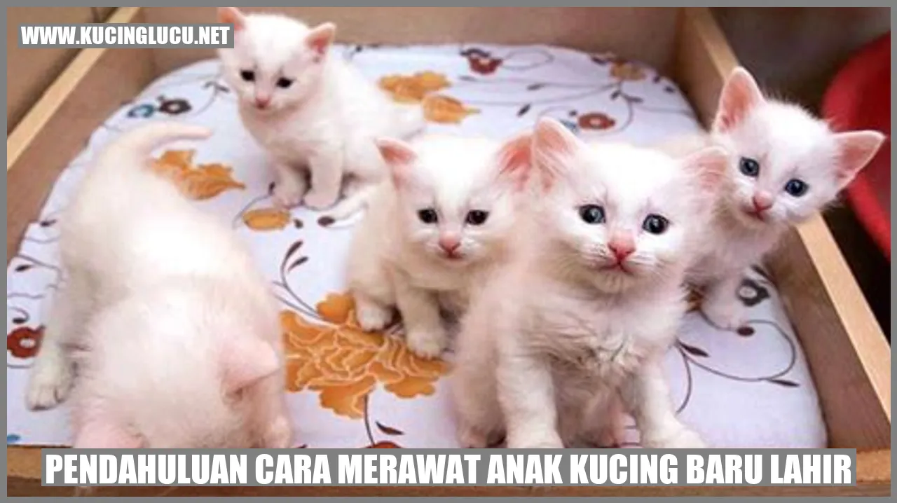 Gambar bayi kucing yang baru lahir