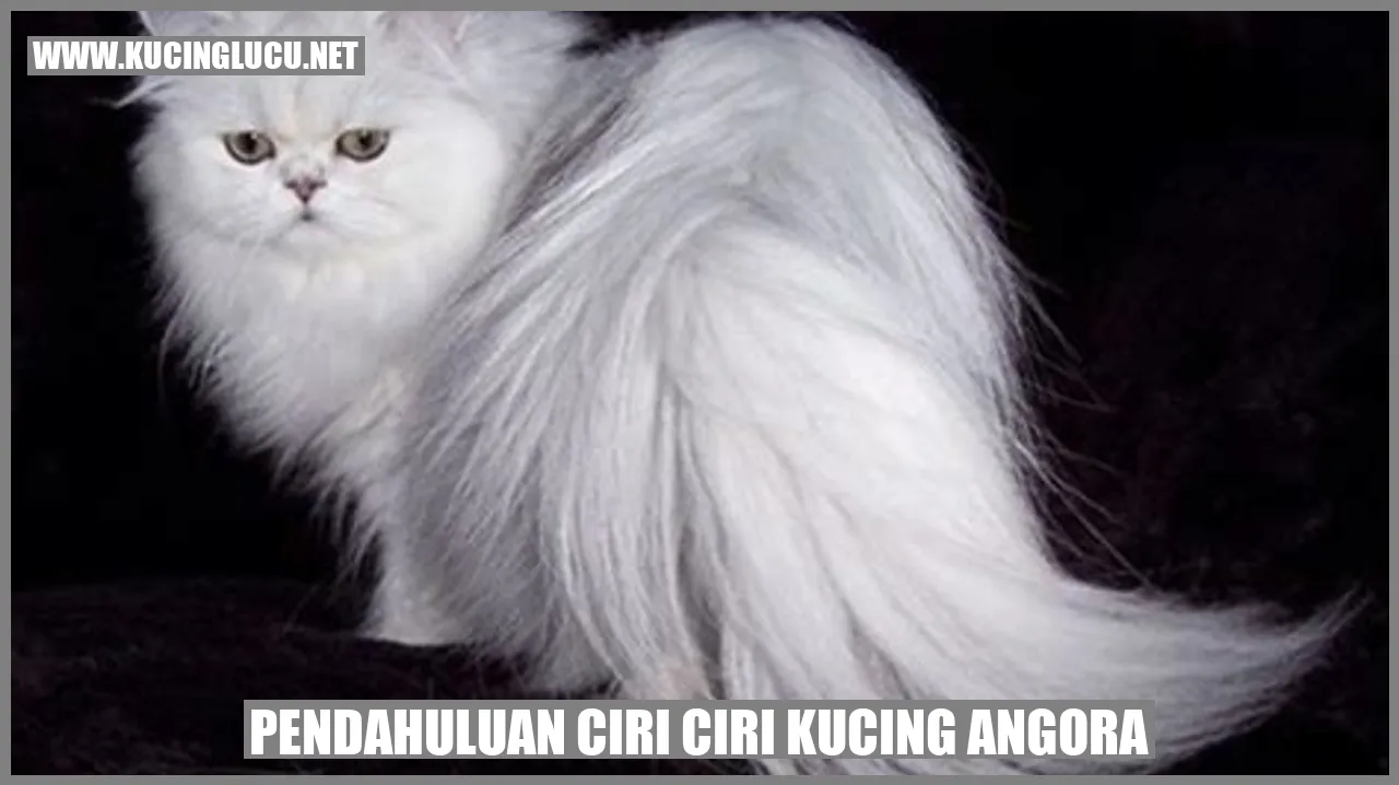 Kucing Angora