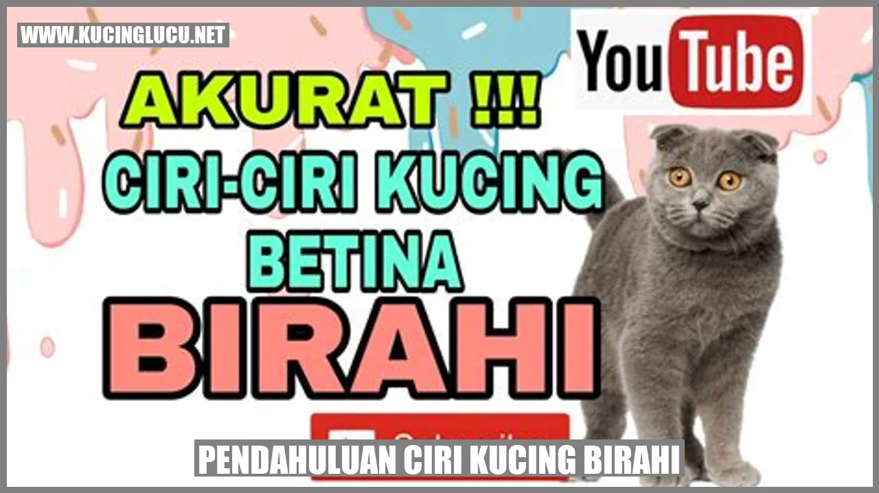 Kucing Birahi