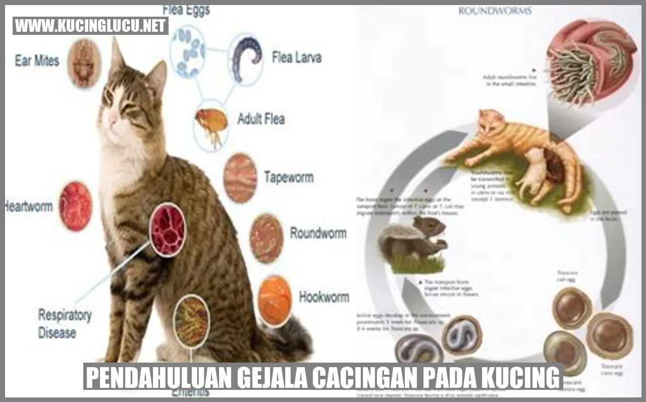 Ilustrasi Kucing