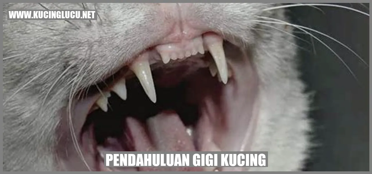 Gigi Kucing