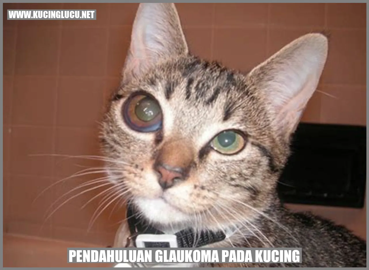 Gambar Kucing