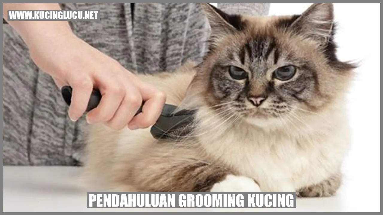 Kucing yang sedang dirawat dengan grooming