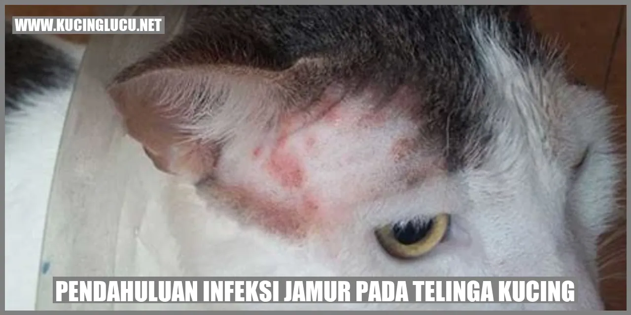 Infeksi jamur pada telinga kucing