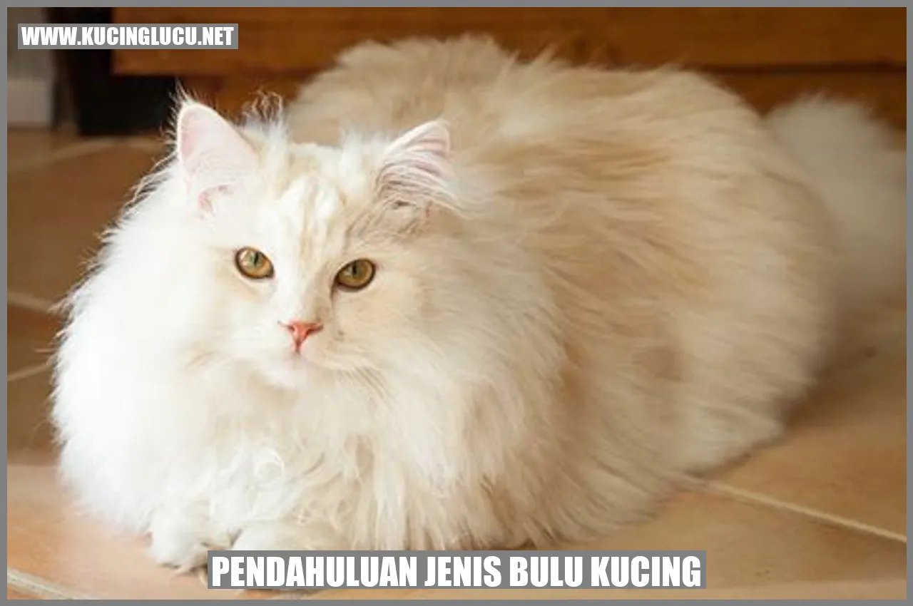 Gambar Bulu Kucing