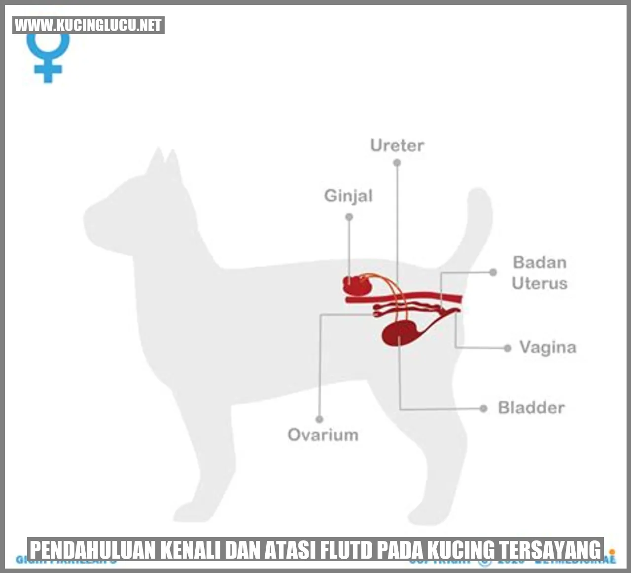 Pendahuluan mengobati flutd pada kucing
