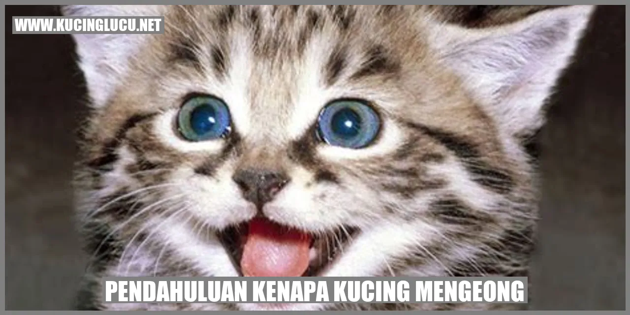 Gambar Kucing Mengeong