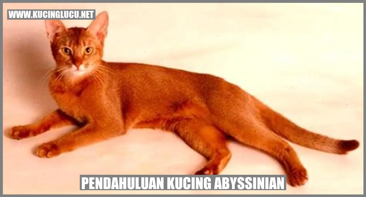 Kucing Abyssinian
