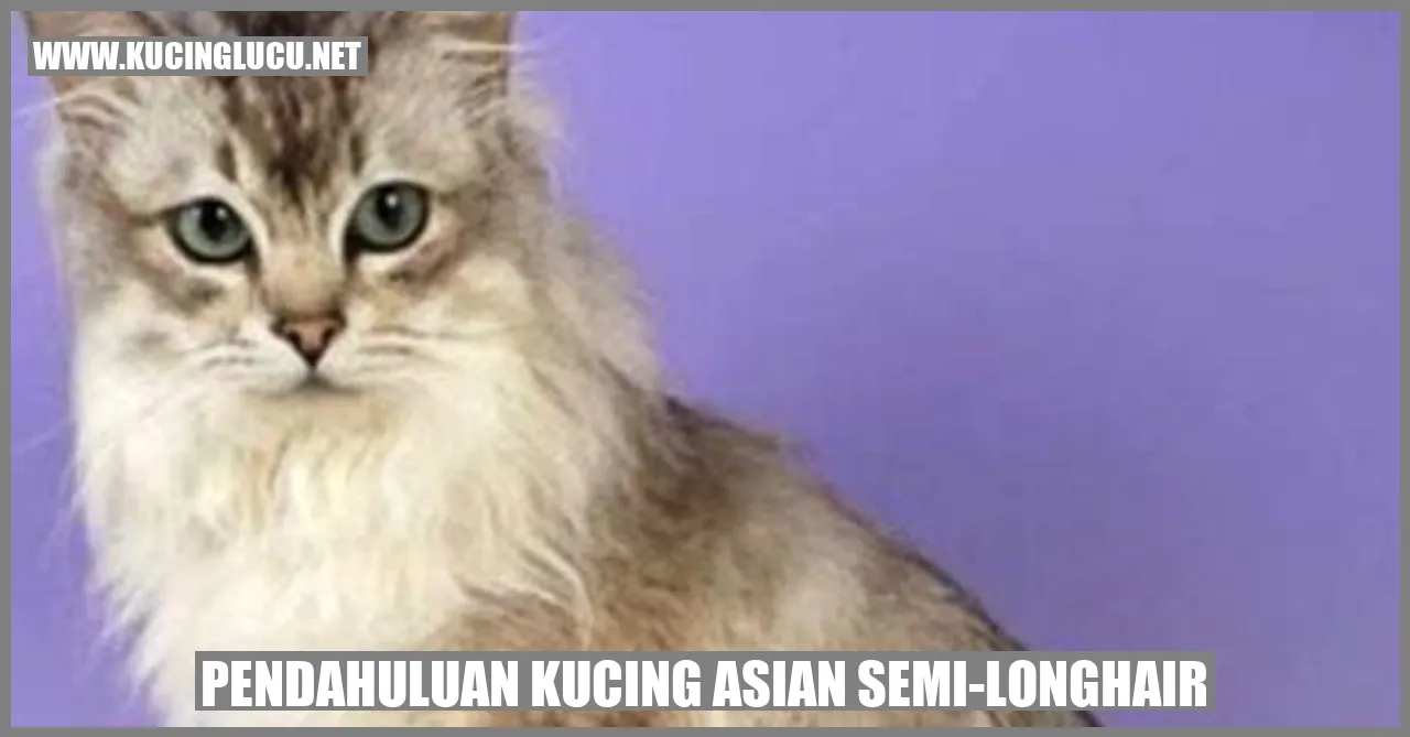 Kucing Asian Semi-Longhair
