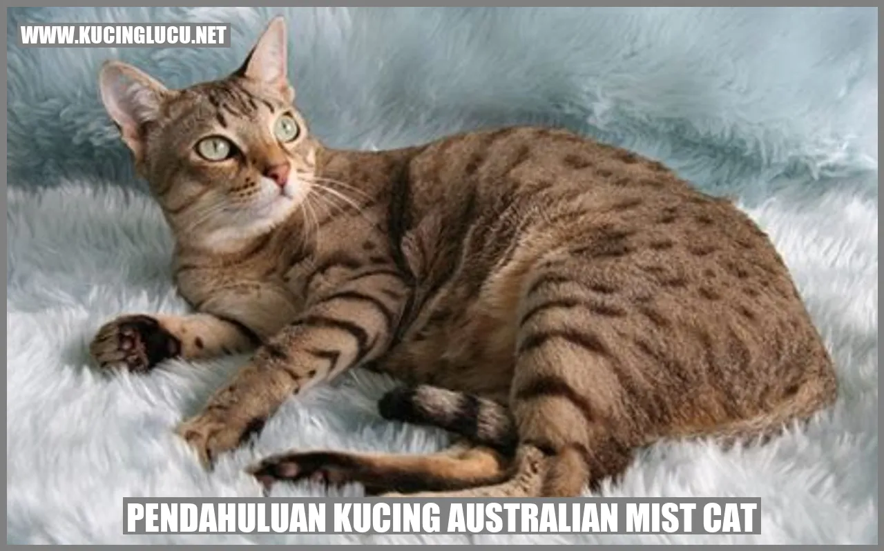 Kucing Australian Mist Cat