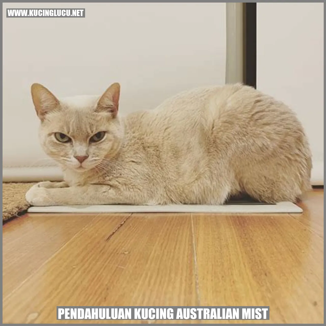 Kucing Australian Mist