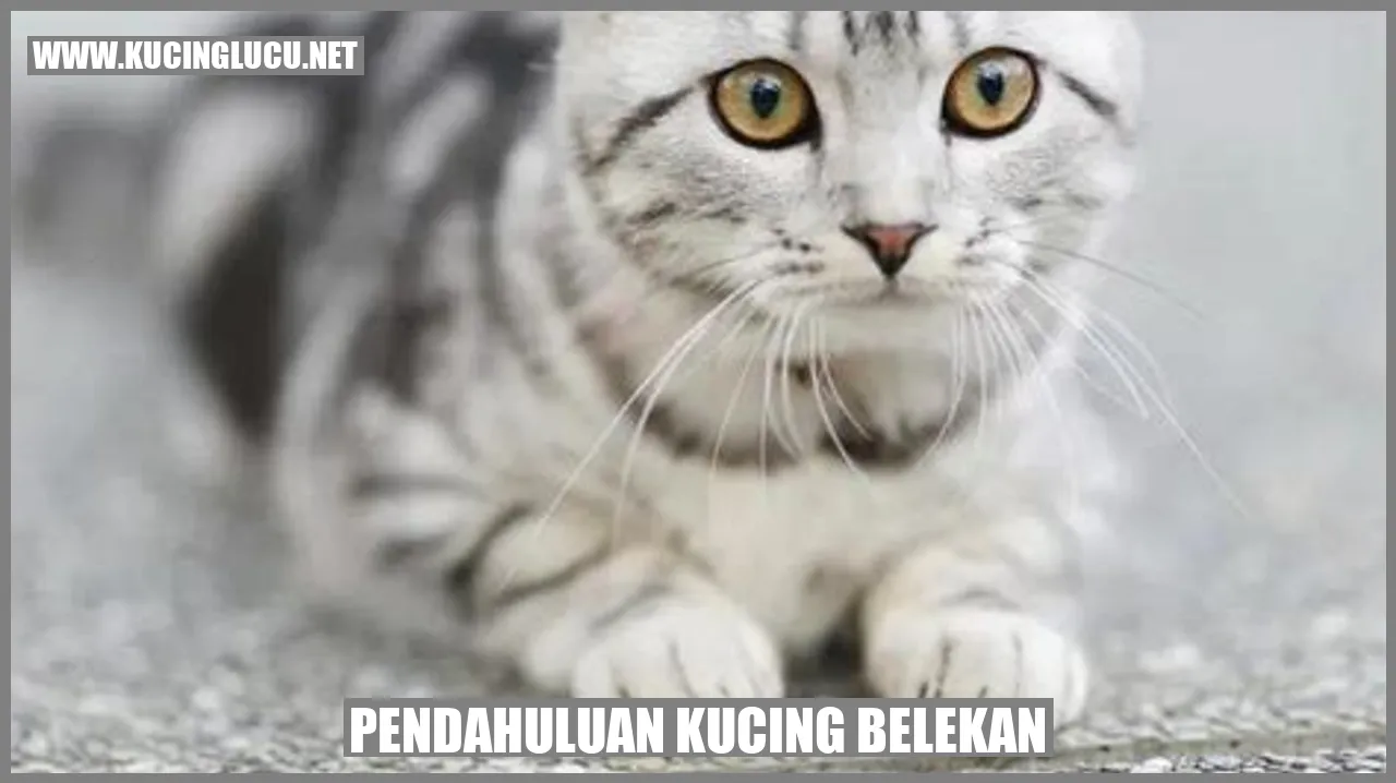 Ilustrasi Kucing Belekan