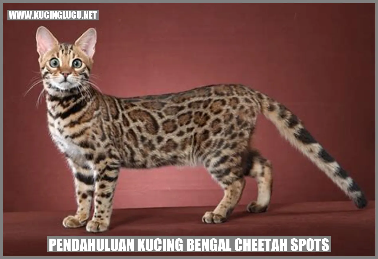 Gambar Kucing Bengal