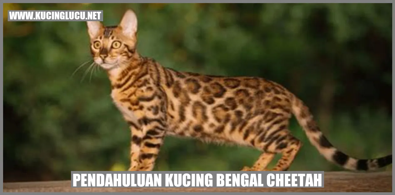 Gambar Kucing Bengal Cheetah