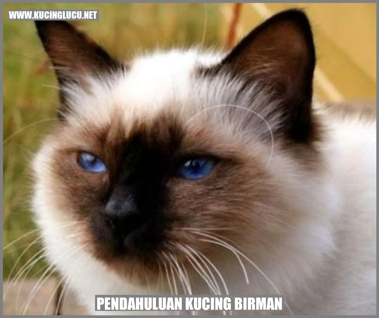 Pendahuluan kucing birman