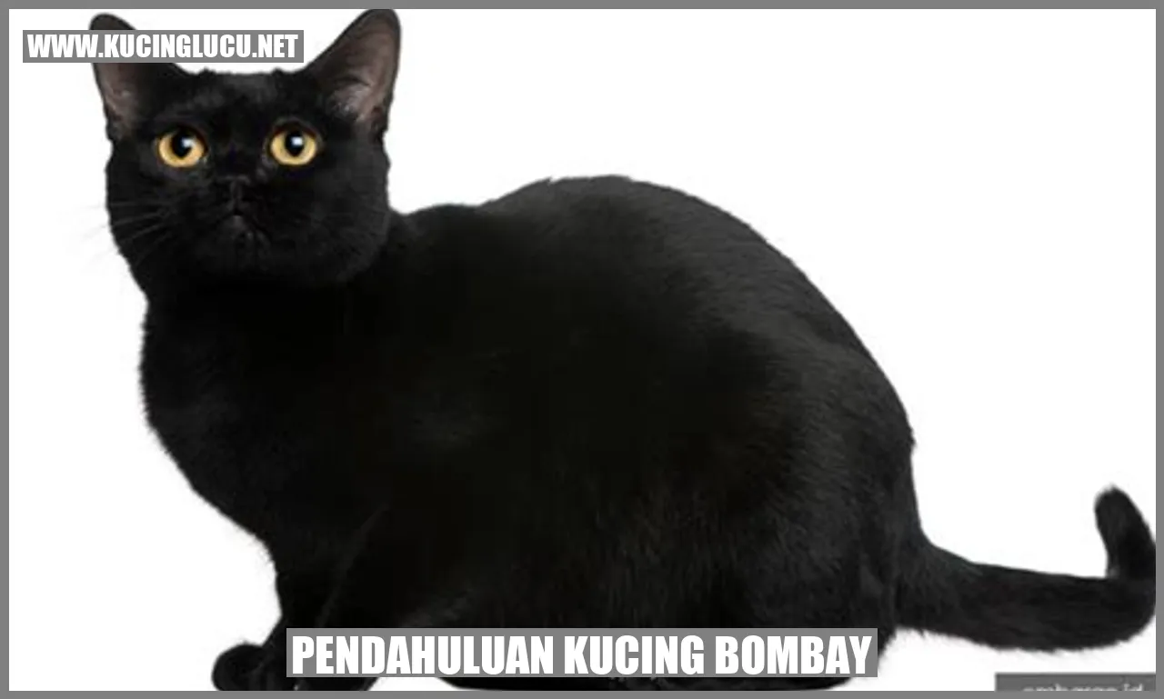 Foto Kucing Bombay