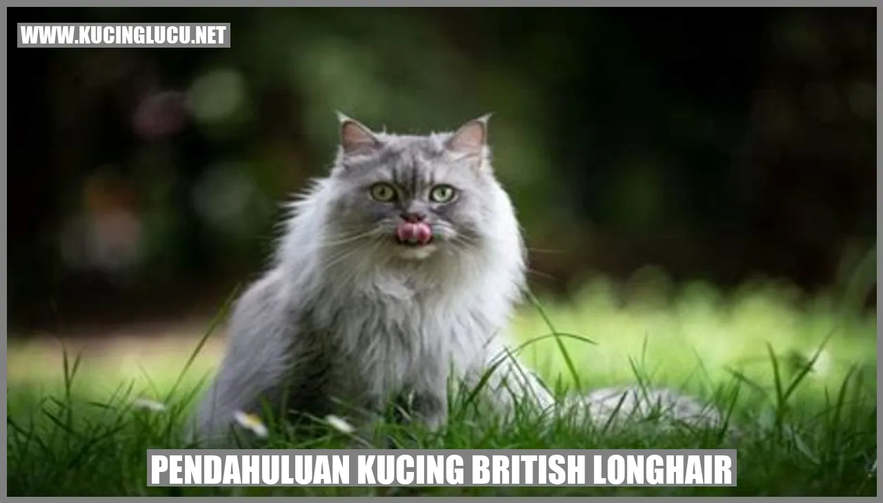 Gambar Kucing British Longhair