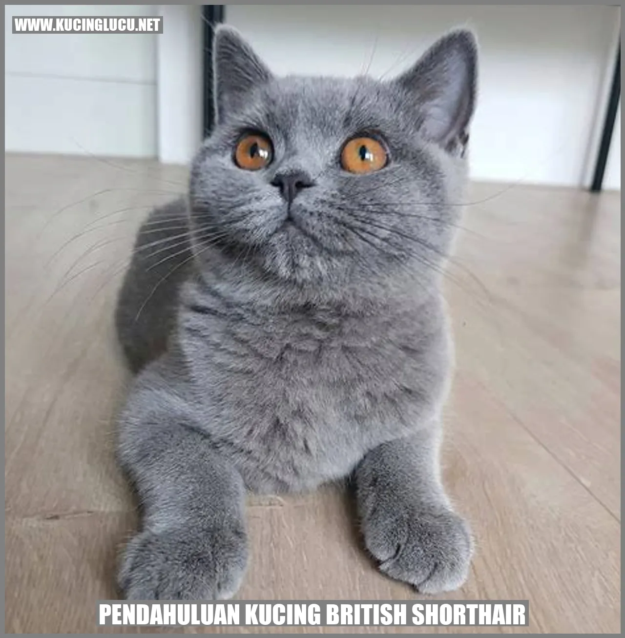 Kucing British Shorthair