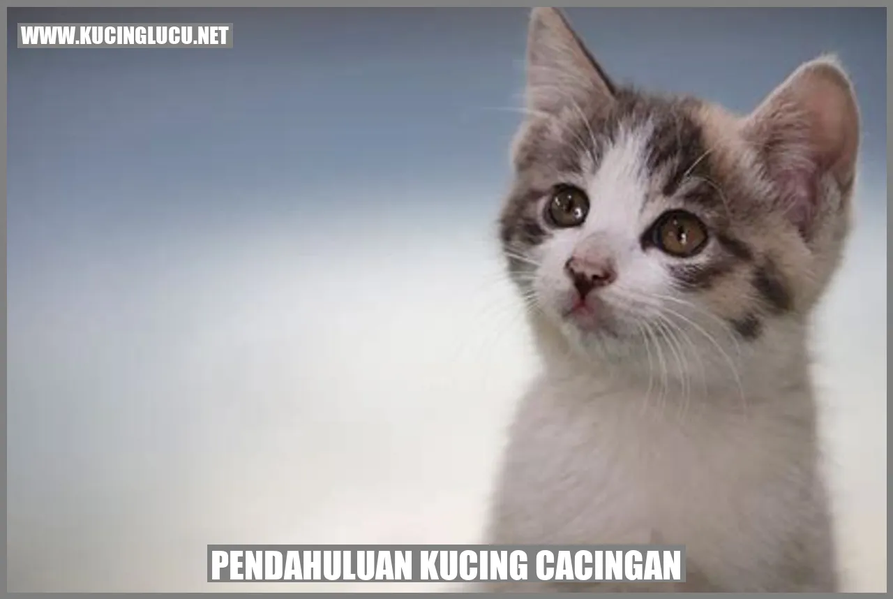 Gambar kucing yang terjangkit cacing