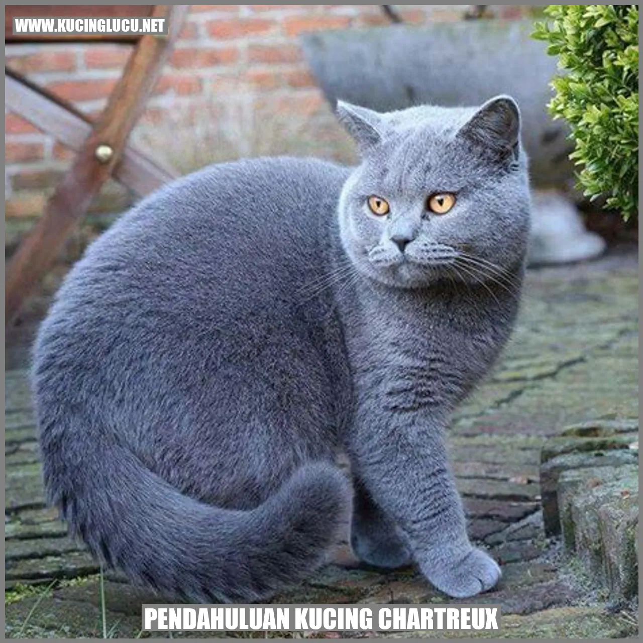 Kucing Chartreux yang Menggemaskan