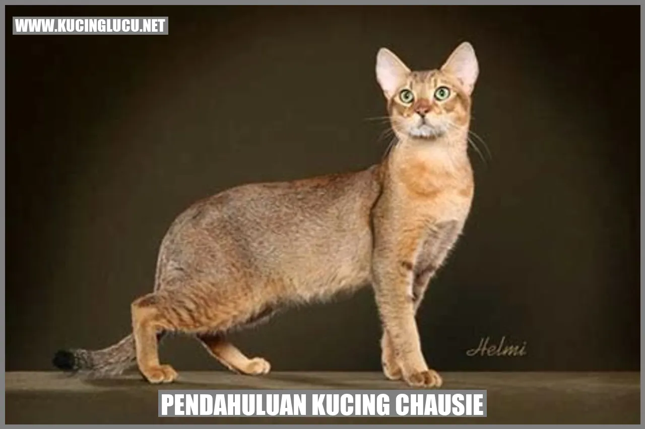Kucing Chausie