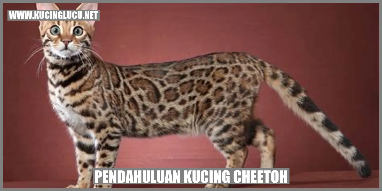 Pendahuluan Kucing Cheetoh