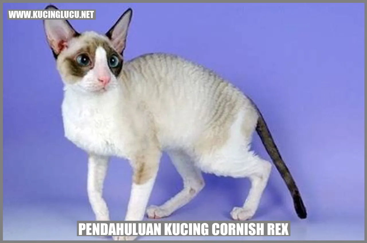 Foto Kucing Cornish Rex