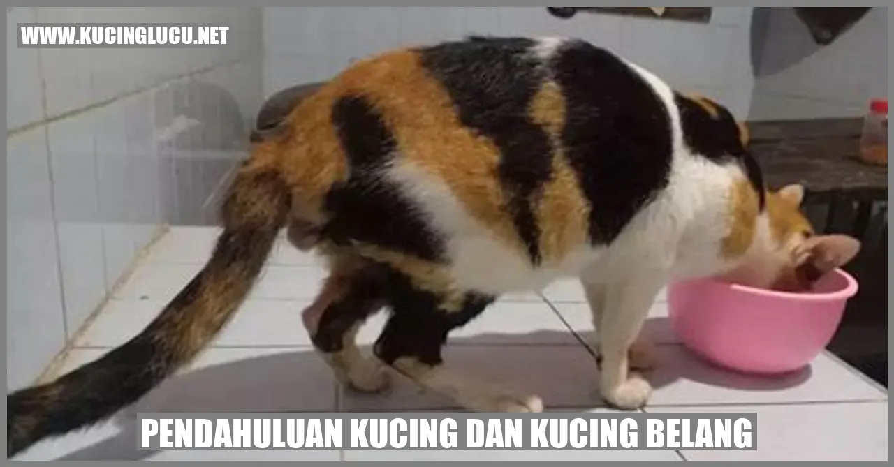 Gambar Kucing Belang
