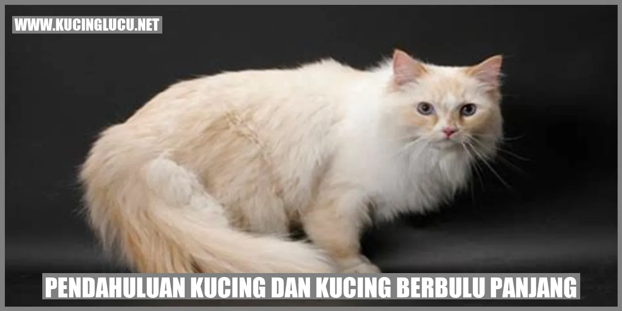 Kucing dan kucing berbulu panjang