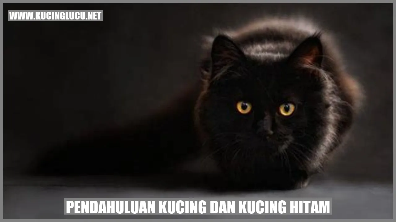 Gambar Kucing