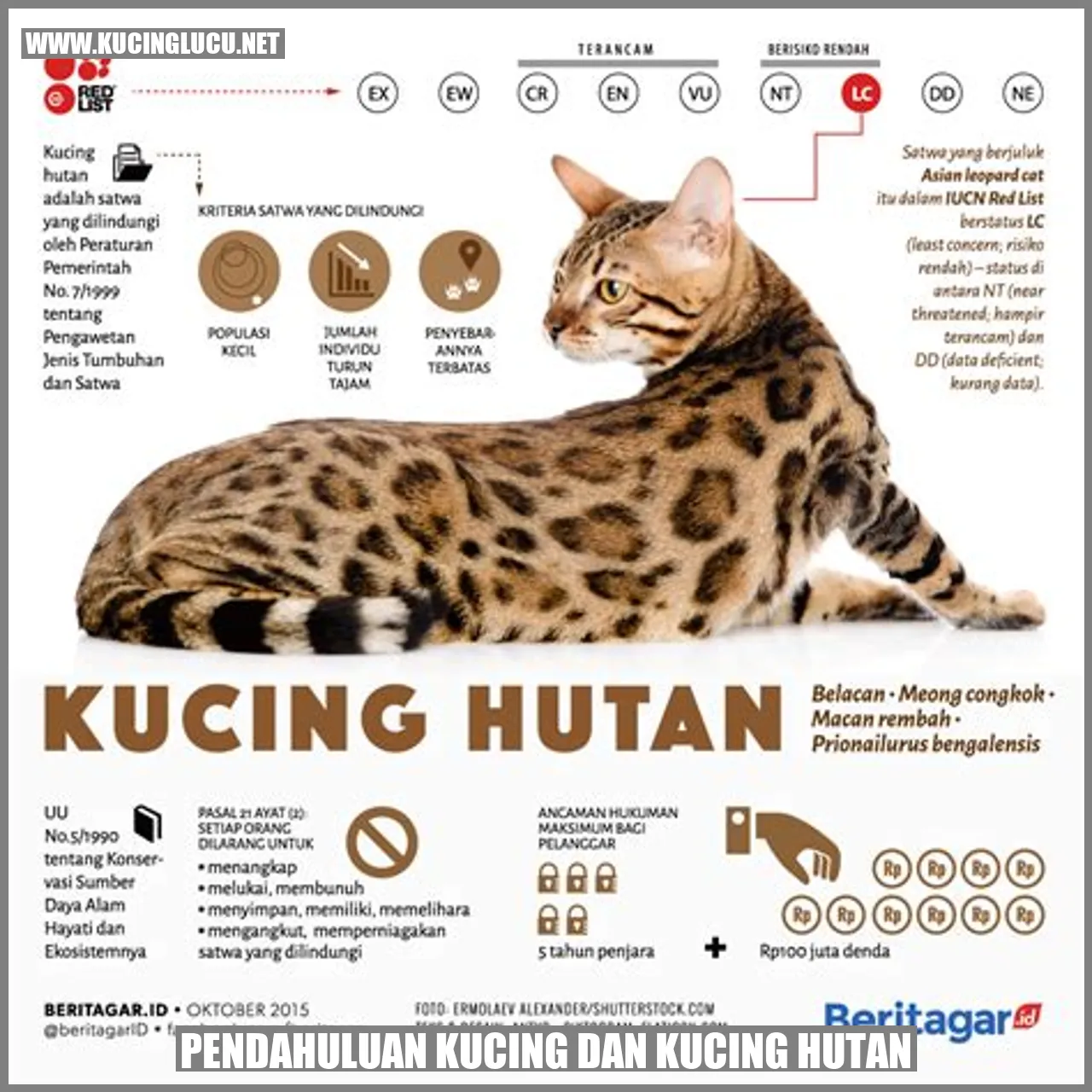 Kucing dan kucing hutan