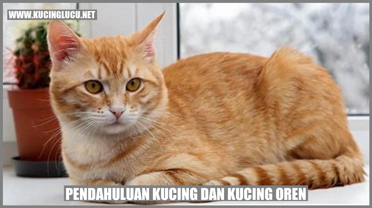 Gambar kucing oren